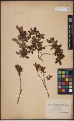 Foto von Salix aurita L. x Salix myrtilloides L.